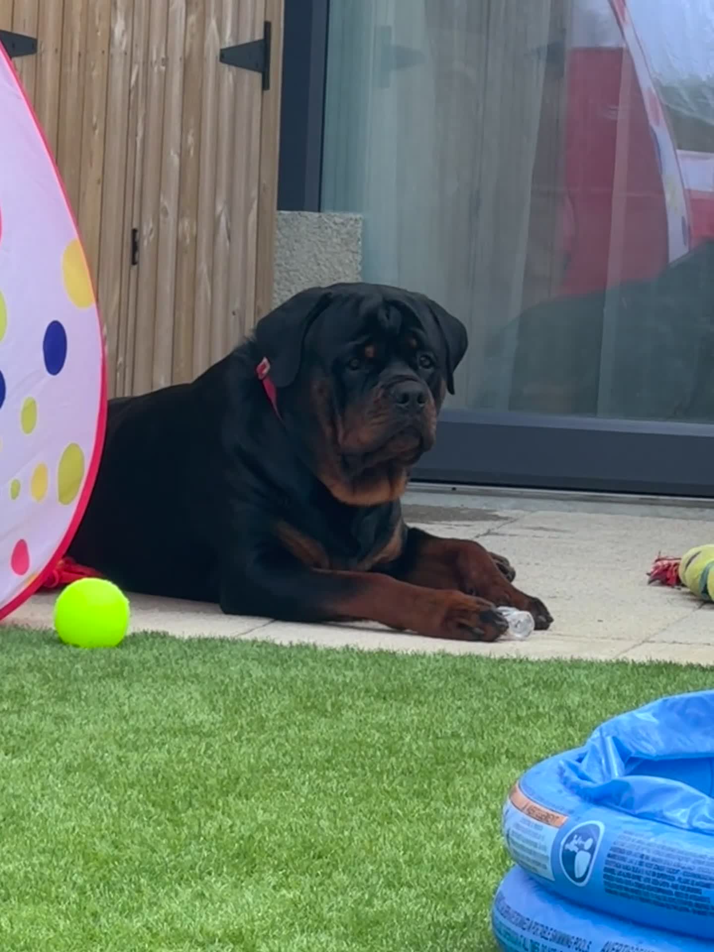 Rottweiler dogs for stud: Stunning Rottweiler for stud.  - Video 2