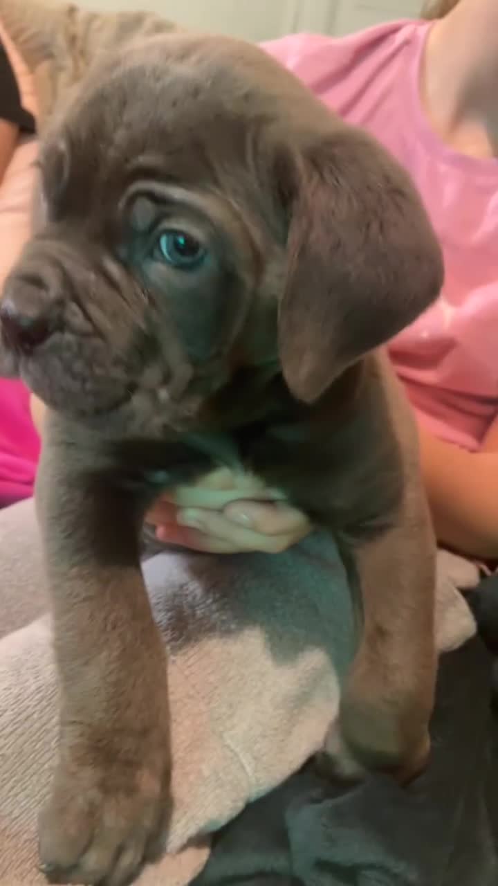 Cane Corso dogs for sale: cane corso pups  - Video 1