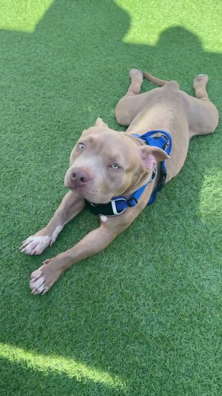 American Bully dogs for sale: Bugzy the pocket bully  in Bexleyheath - Video 1