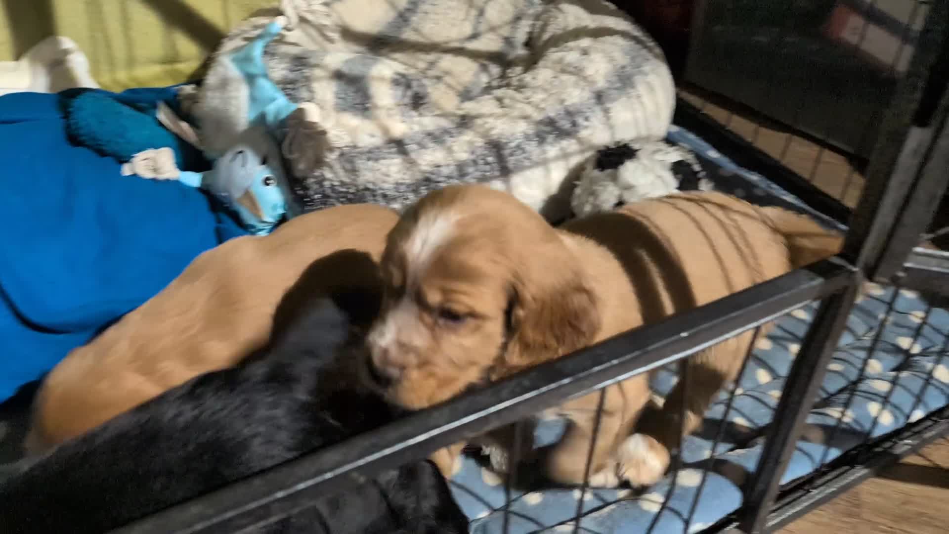 Cocker Spaniel dogs for sale: Ready now! KC registered, health tested cocker  - Video 1