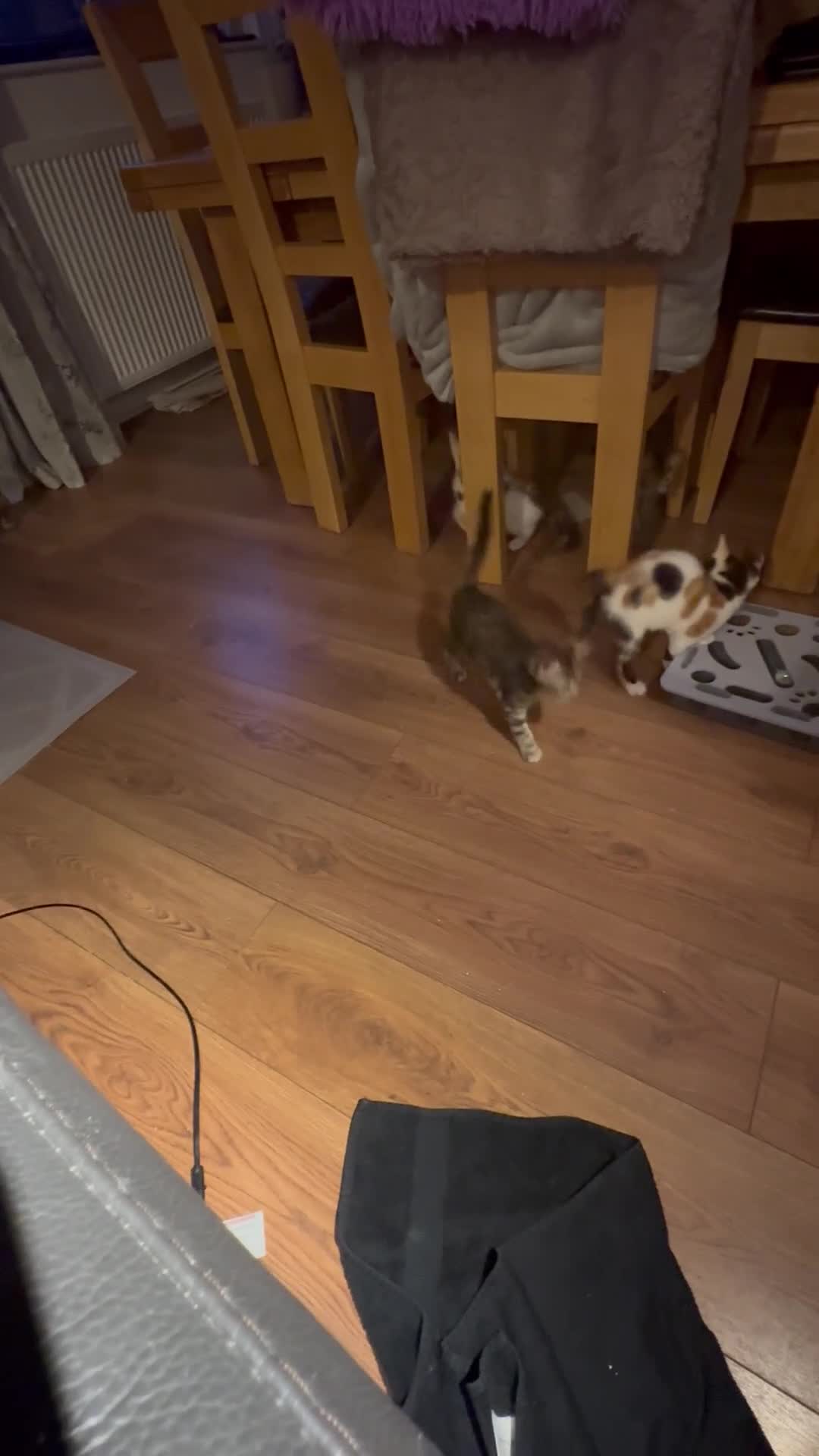 Mixed Breed cats for sale: Stunning kittens available now - Video 2