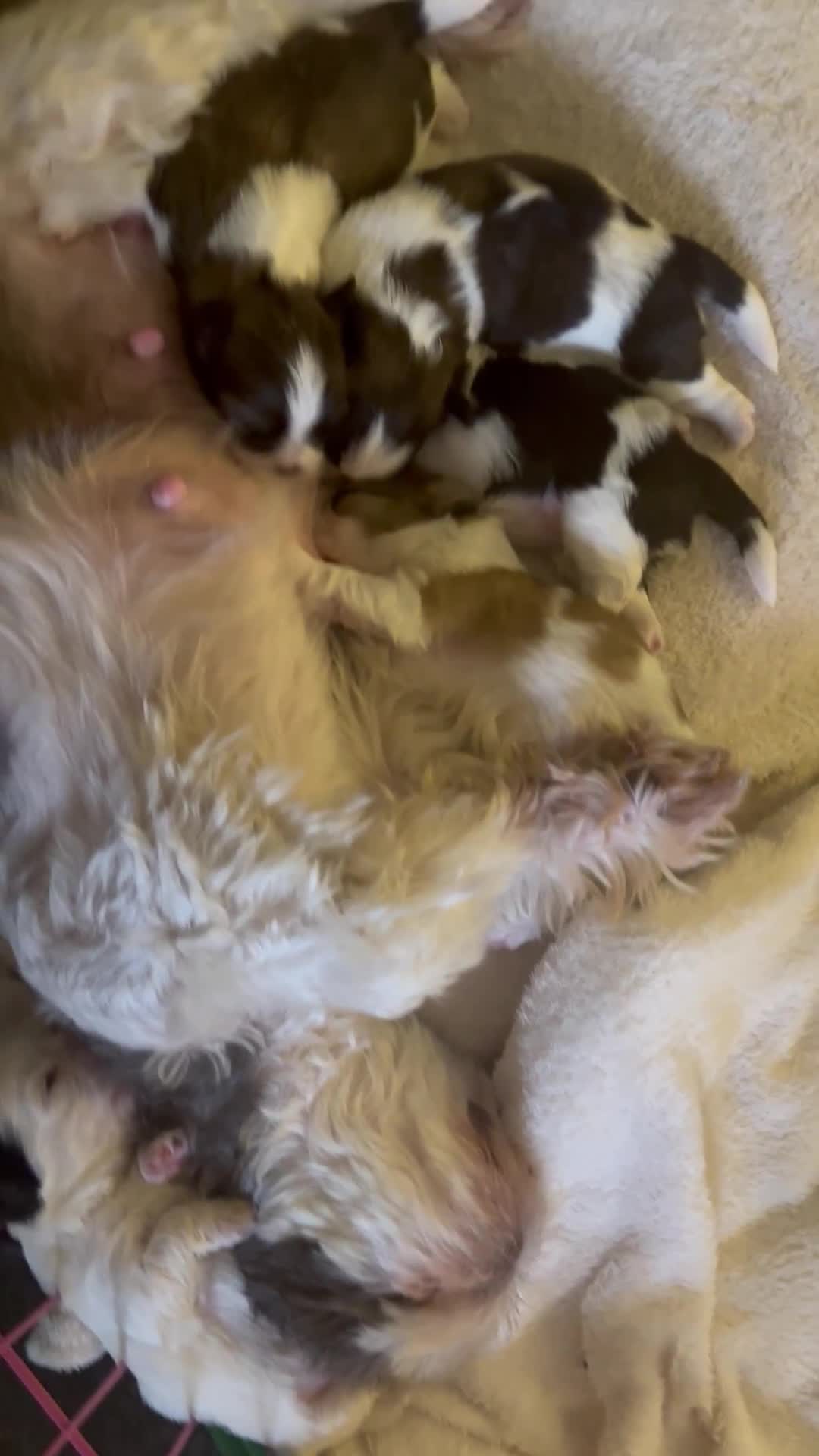 Shih Tzu dogs for sale: 5 Beautiful shihtzu  puppies for sale 2xM 3xF - Video 1