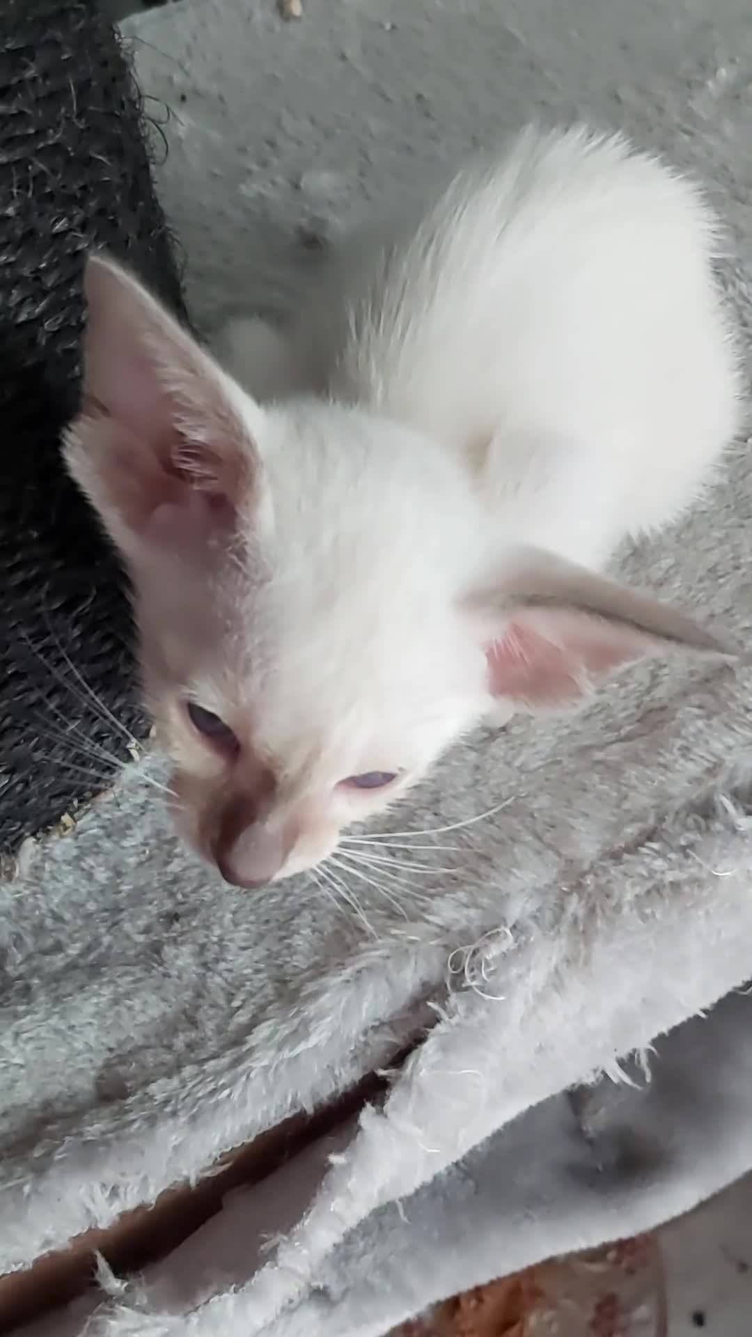 Oriental cats for sale: Full Pedigree Oriental 6 Kittens XL size ears GCCF - Video 2