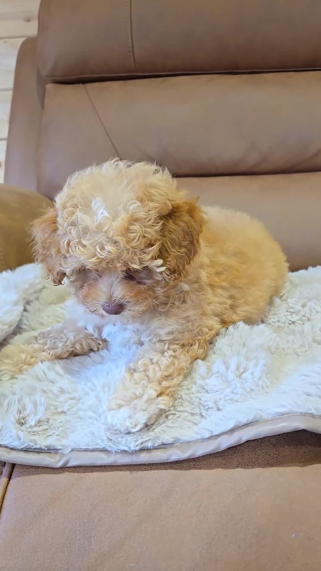 Cavapoo dogs for sale: 1 SMALL RED GIRL READY TO GO NOW!!  - Video 1