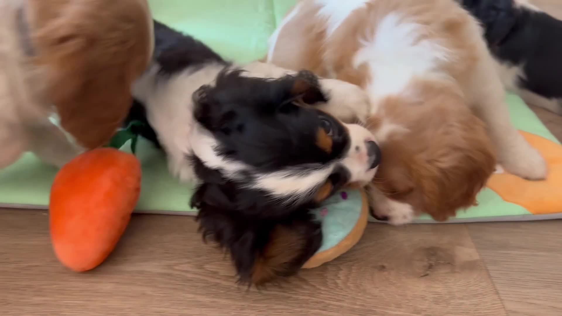 Cavalier King Charles Spaniel dogs for sale: Male KC reg & Health Tested Cavalier puppies - Video 3
