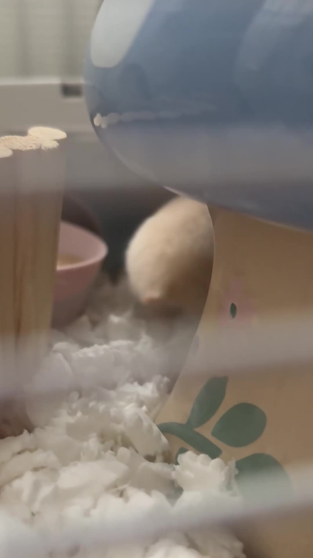 Hamster rodents for sale: Syrian hamster  - Video 1