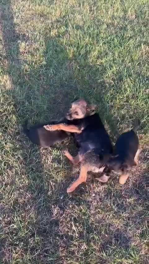 Border Terrier dogs for sale: Beautiful border terrier pups for sale In Kent - Video 1