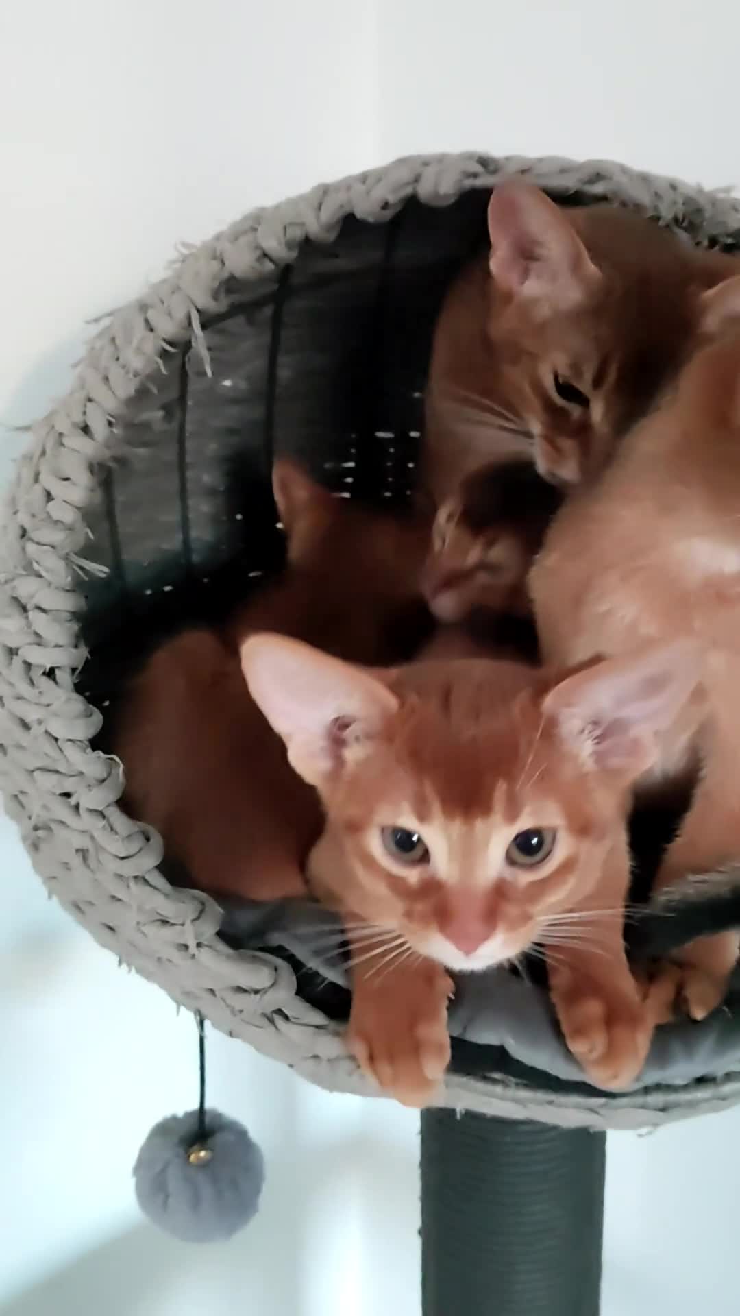 Abyssinian cats for sale: Beautiful Abyssinian Kittens 🐈 - Video 4