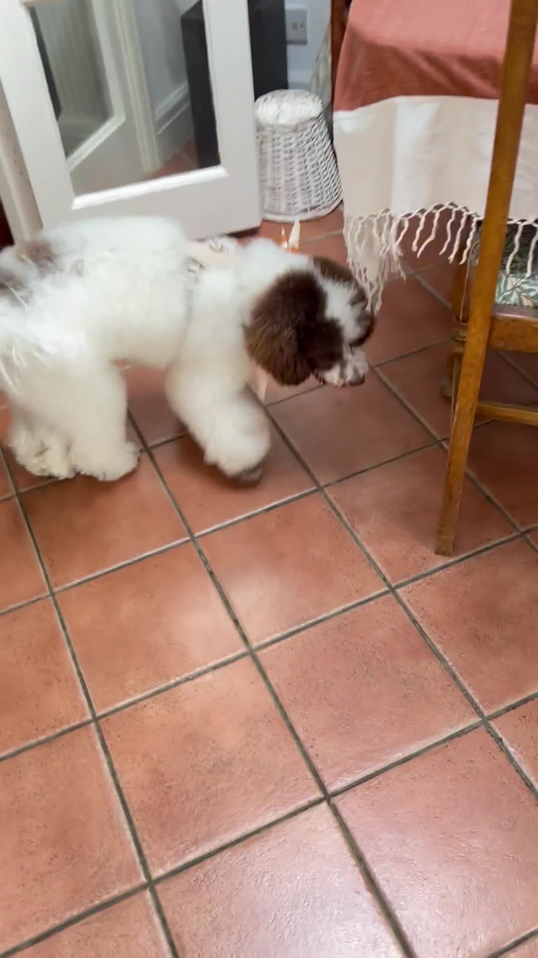 Miniature Poodle dogs for sale: Very Special Miniature Poodle💛  - Video 1
