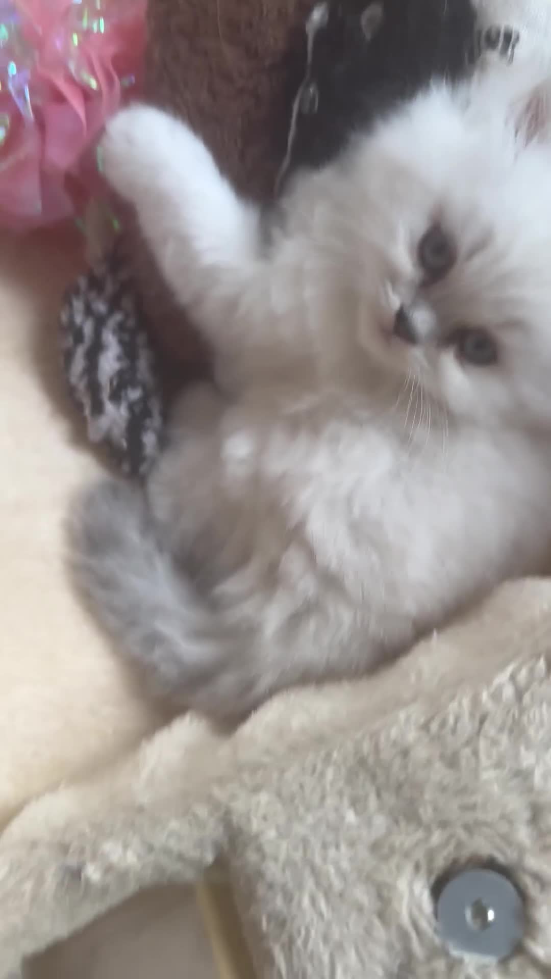 Persian cats for sale: 2 beautiful  persian pedigree chinchilla kittens - Video 1