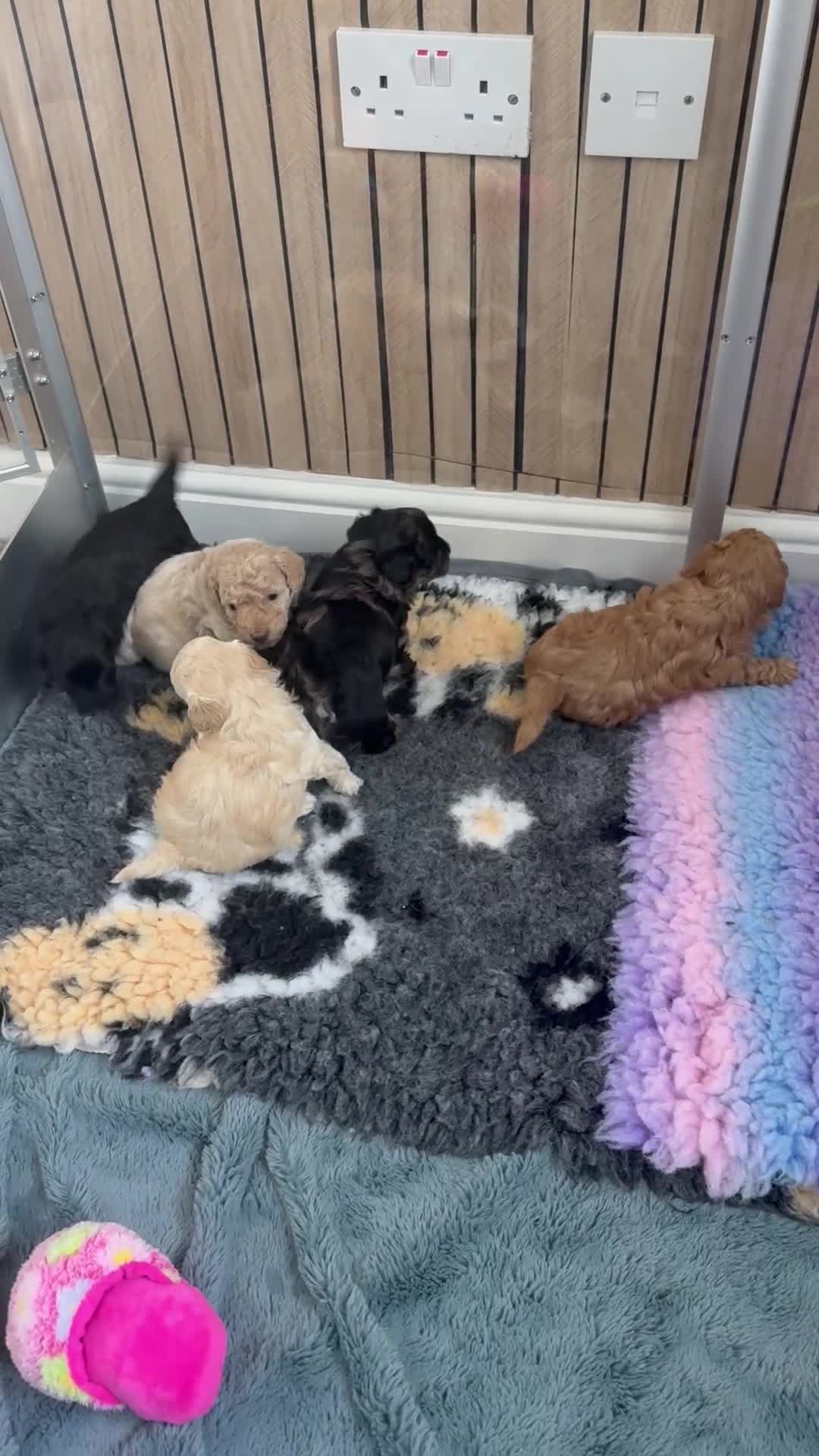 Maltipoo dogs for sale: Adorable F1B Maltipoo Puppy / 1 boy left / reduced - Video 1
