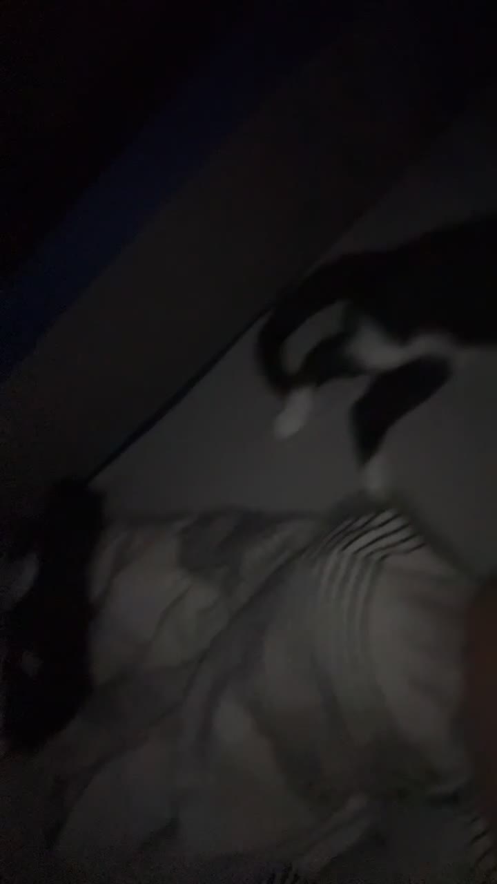 Domestic Shorthair cats for sale: Sister kittens - Video 1