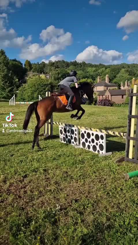 Irish Thoroughbred horses for sale: 15.1 9yo pretty bay mare  - Video 3