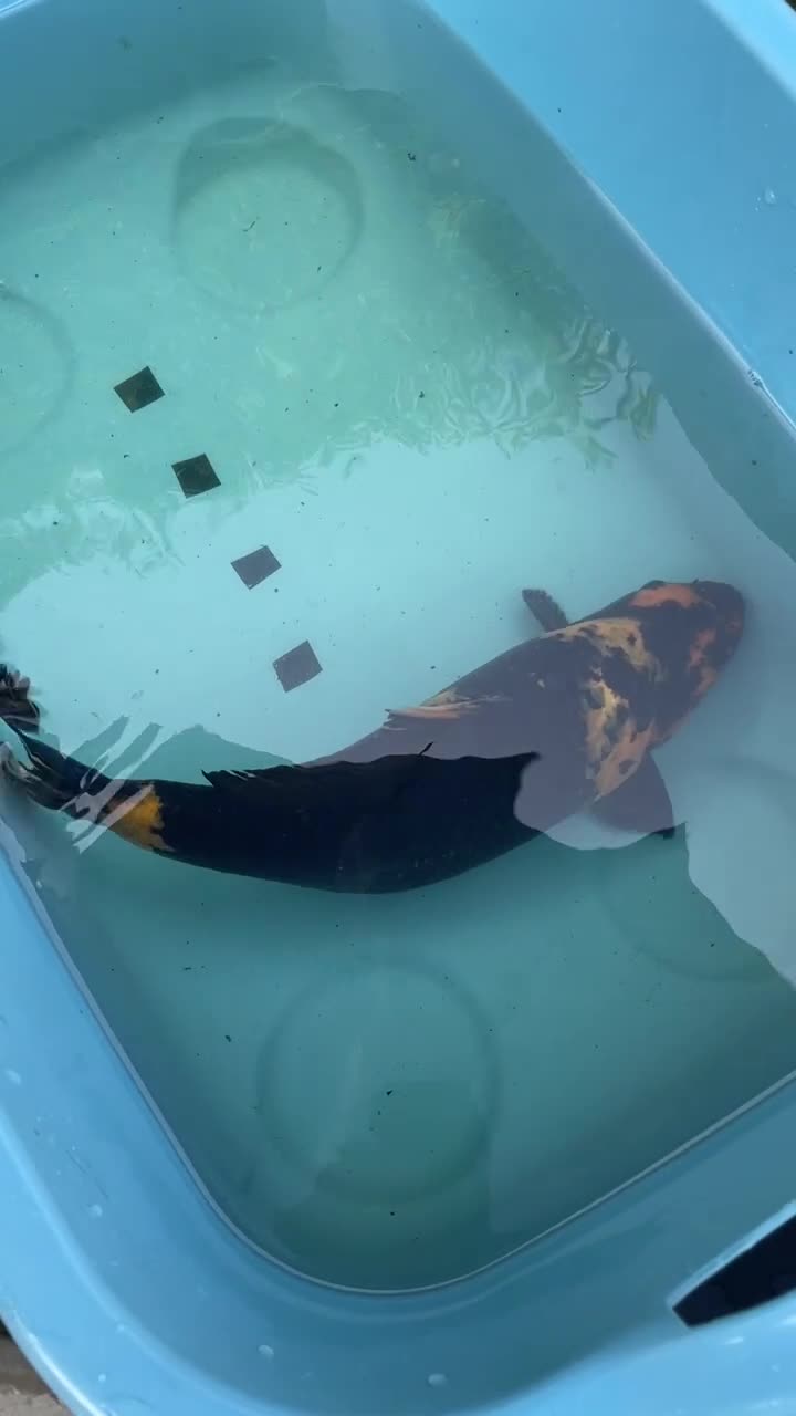 Koi Carp fish for sale: Koi Carp - Video 1