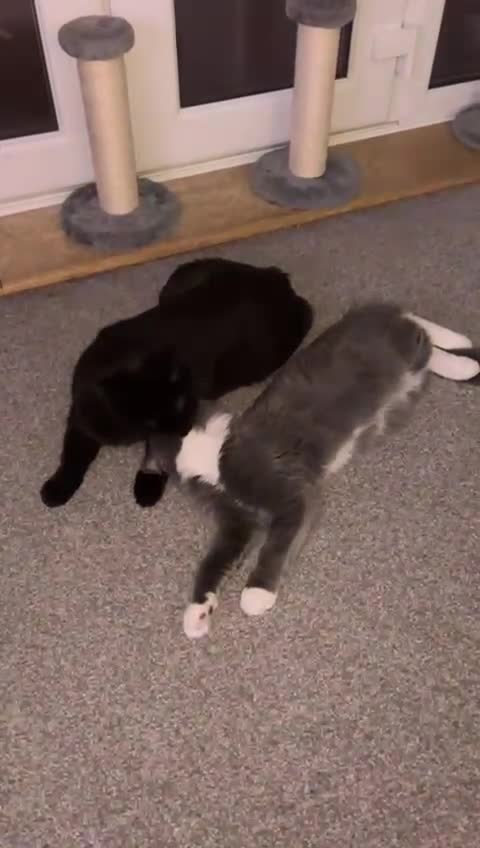 Ragdoll cats for sale: 1 ragdoll kitten & 1 black short hair  - Video 3