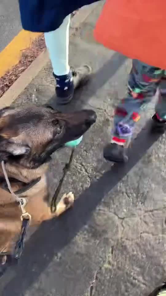 Belgian Shepherd Dog dogs for sale: Duke!! - Video 2