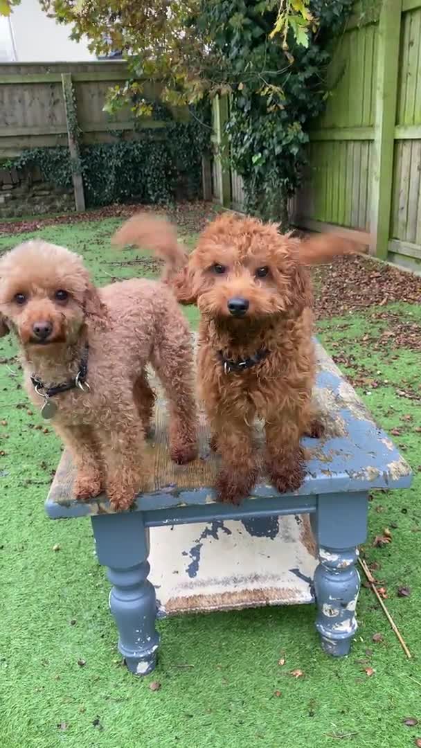 Cavapoo dogs for stud: Cavapoo stud dog Hipscored DNA tested in Winkleigh - Video 1