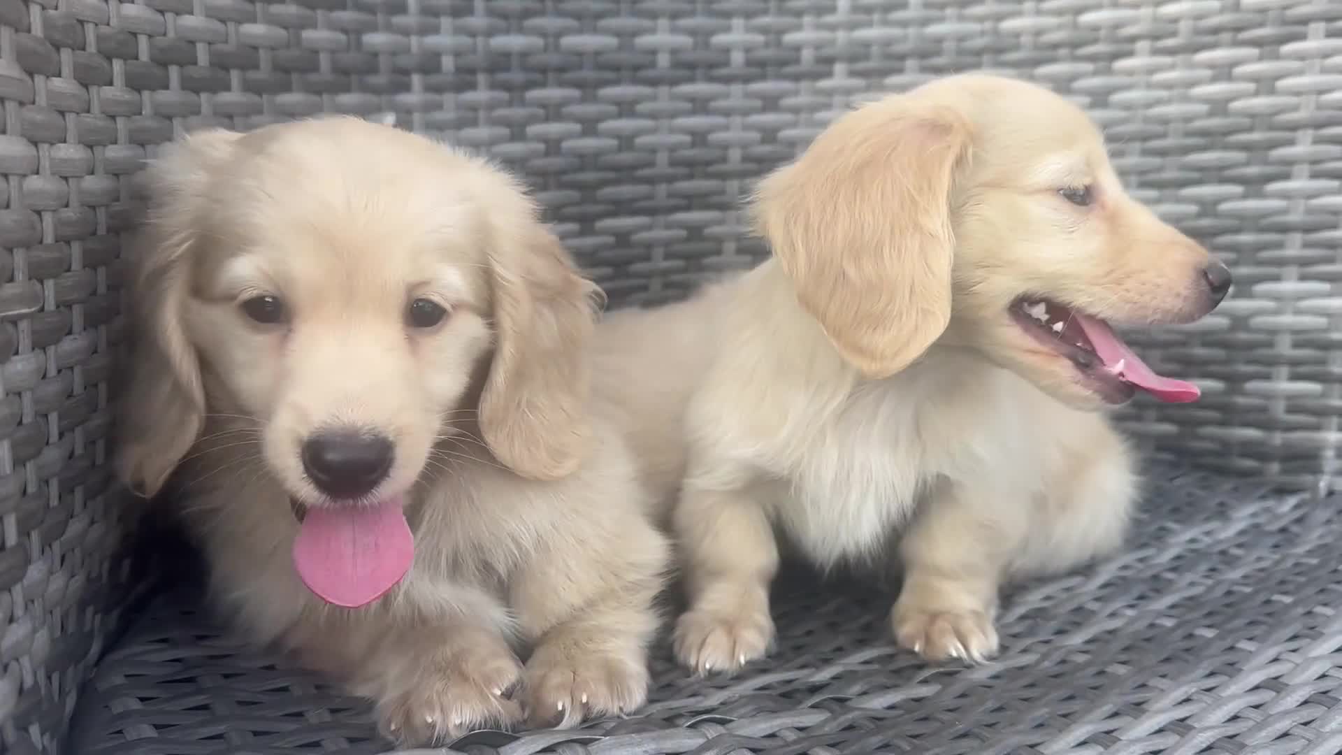 Miniature Dachshund dogs for sale: 👑 CREAM MINI DACHSHUNDS 👑 KC ✨ HEALTH TESTED ✨ - Video 1