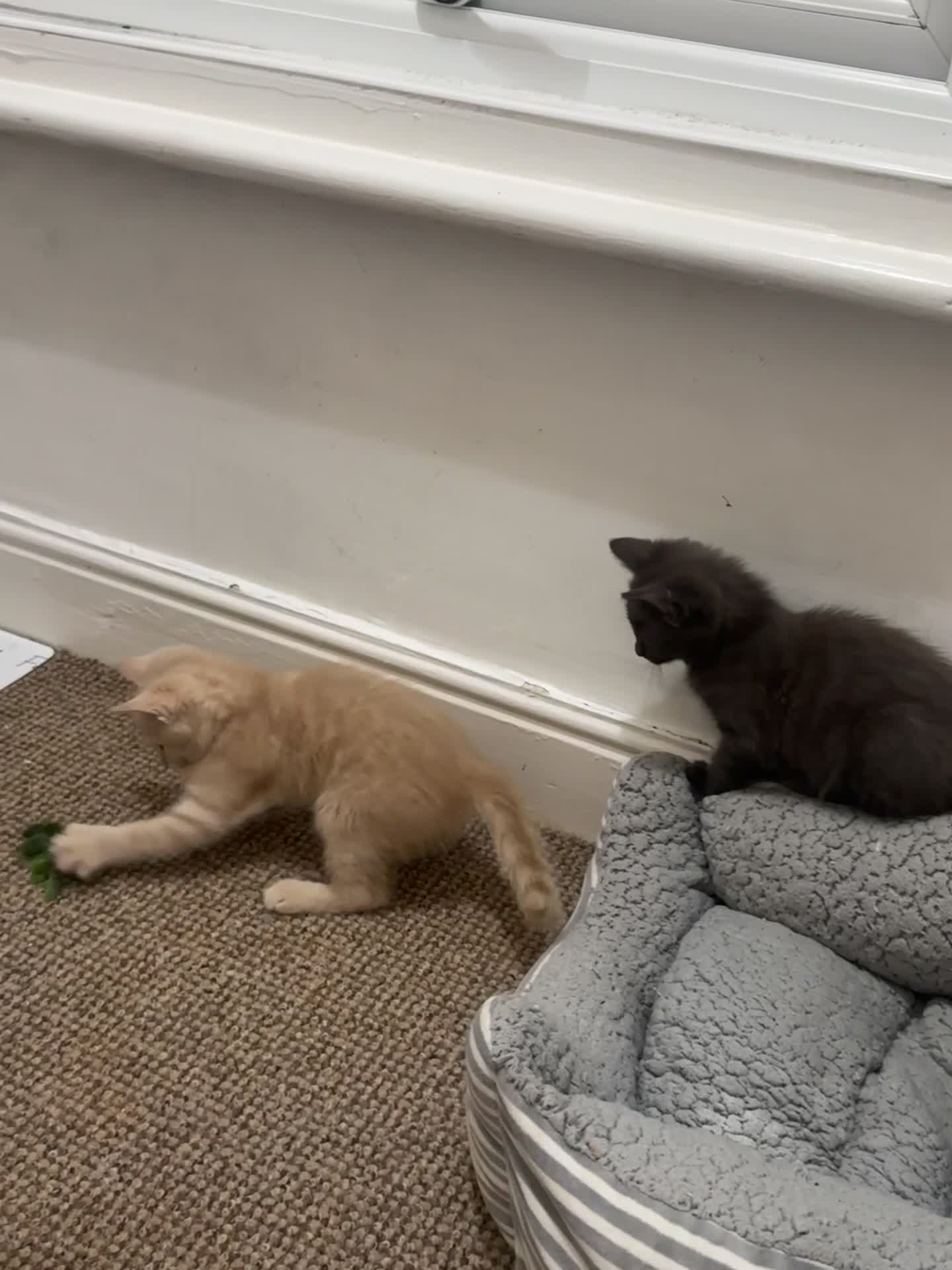 Domestic Shorthair cats for sale: 3 kittens(ginger,grey) ready to join their new hom - Video 1