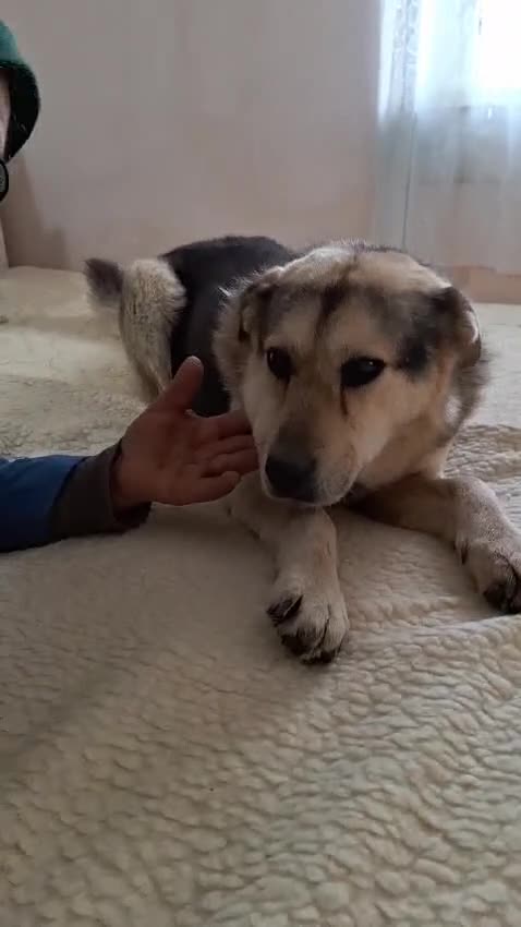 Mixed Breed dogs for adoption: Really… does nobody want to give me a chance? 💔🐶 - Video 2