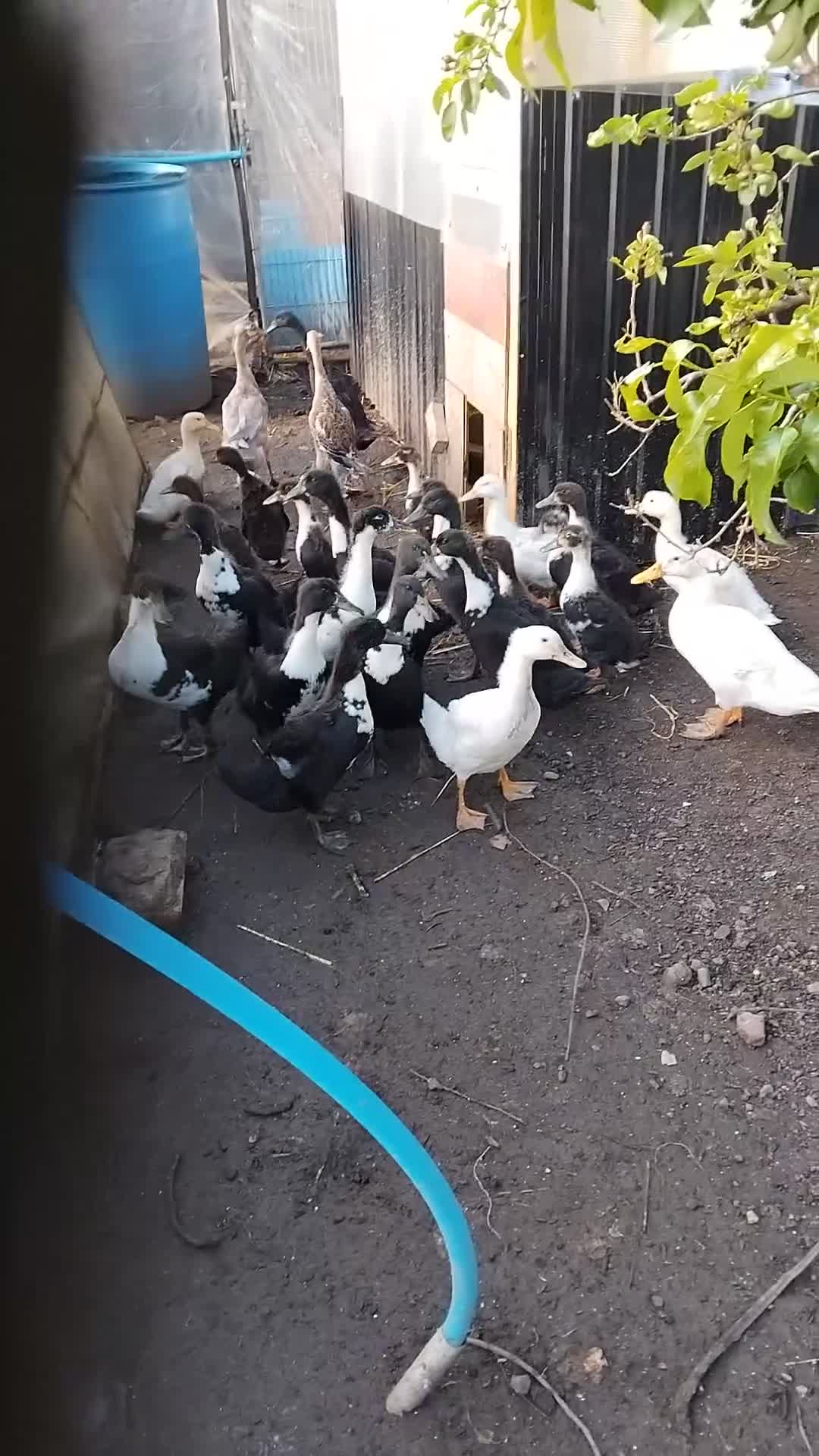 Mixed Breed poultry for sale: Poultry for sale - Video 1