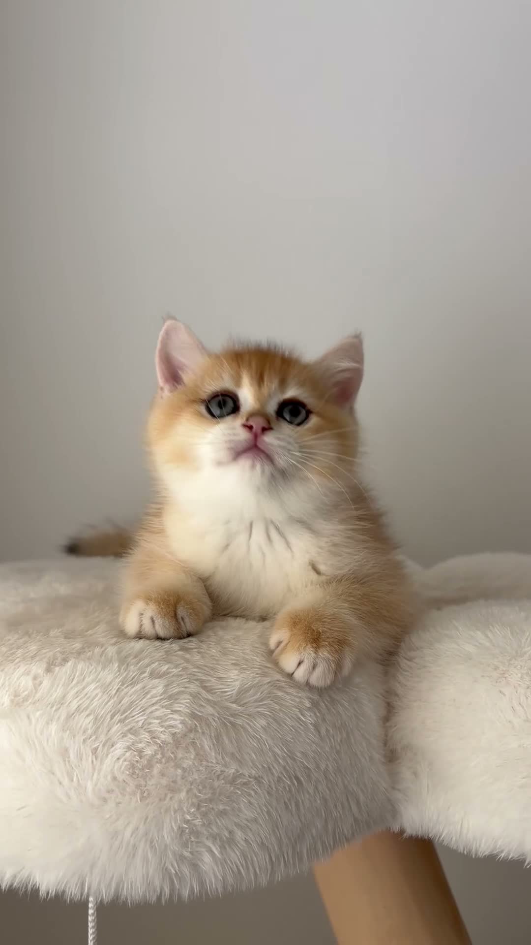 British Shorthair cats for sale: Beautiful Golden Chinchilla BSH Ny12 & Ny25 Girl - Video 4