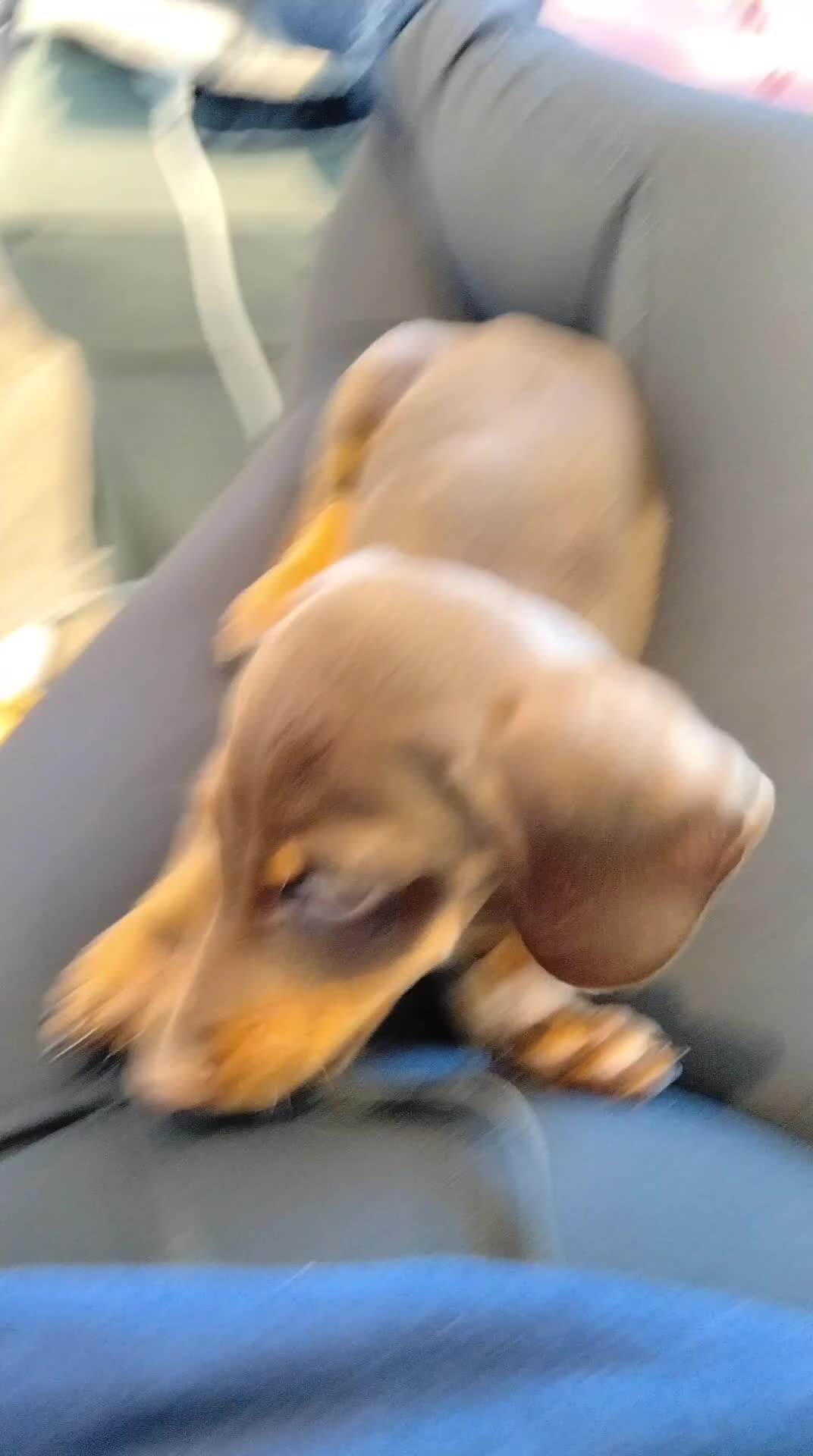 Dachshund dogs for sale: Daschaund puppy  - Video 1