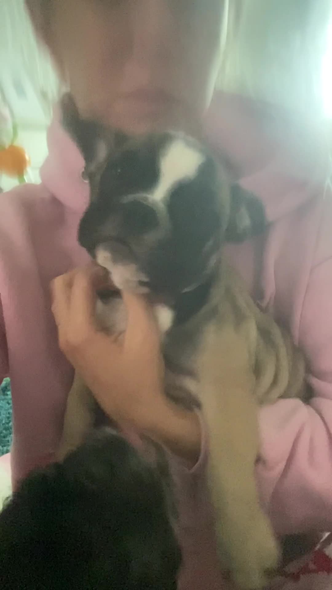 Mixed Breed dogs for sale: British bulldog x french bulldog female - Video 1