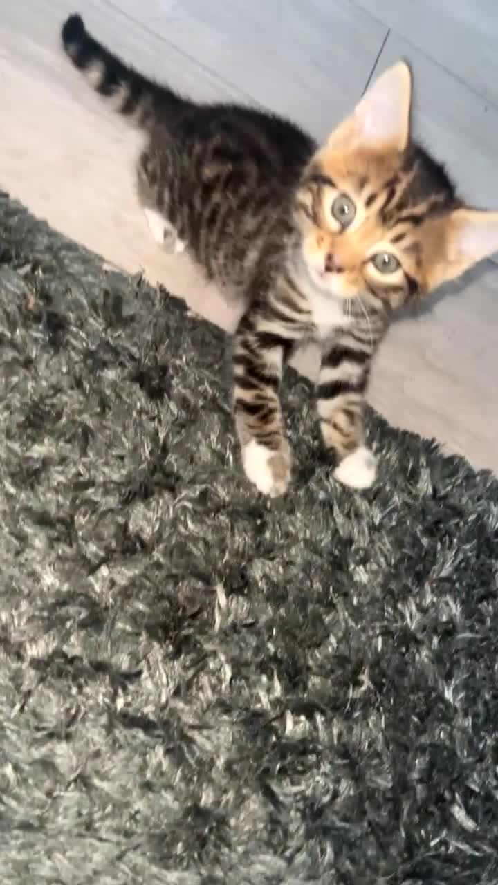 Bengal cats for sale: Half bengal female kitten - Video 4