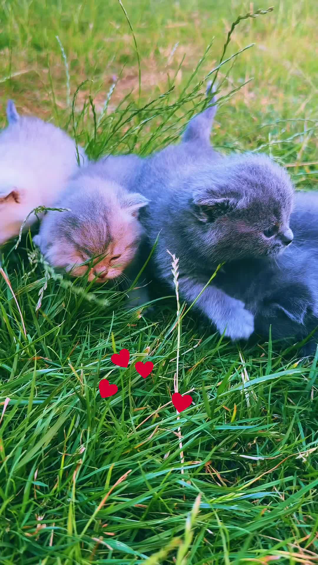 Scottish Fold cats for sale: Discount available ❤️Lovely scotish kittens💕💕💕 - Video 2