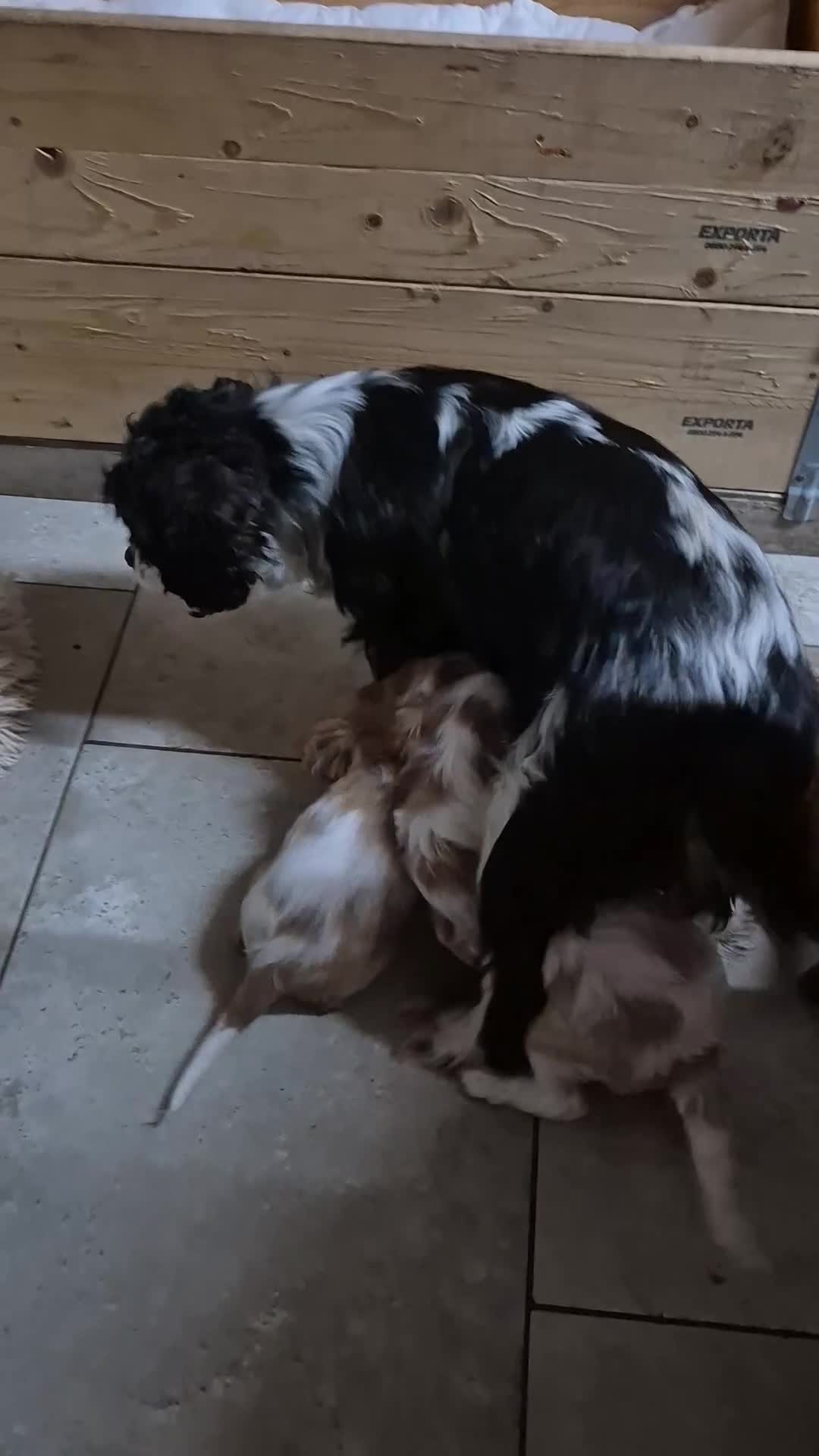 Cavalier King Charles Spaniel dogs for sale: Blenheim Cavalier King Charles spaniel puppies  - Video 2