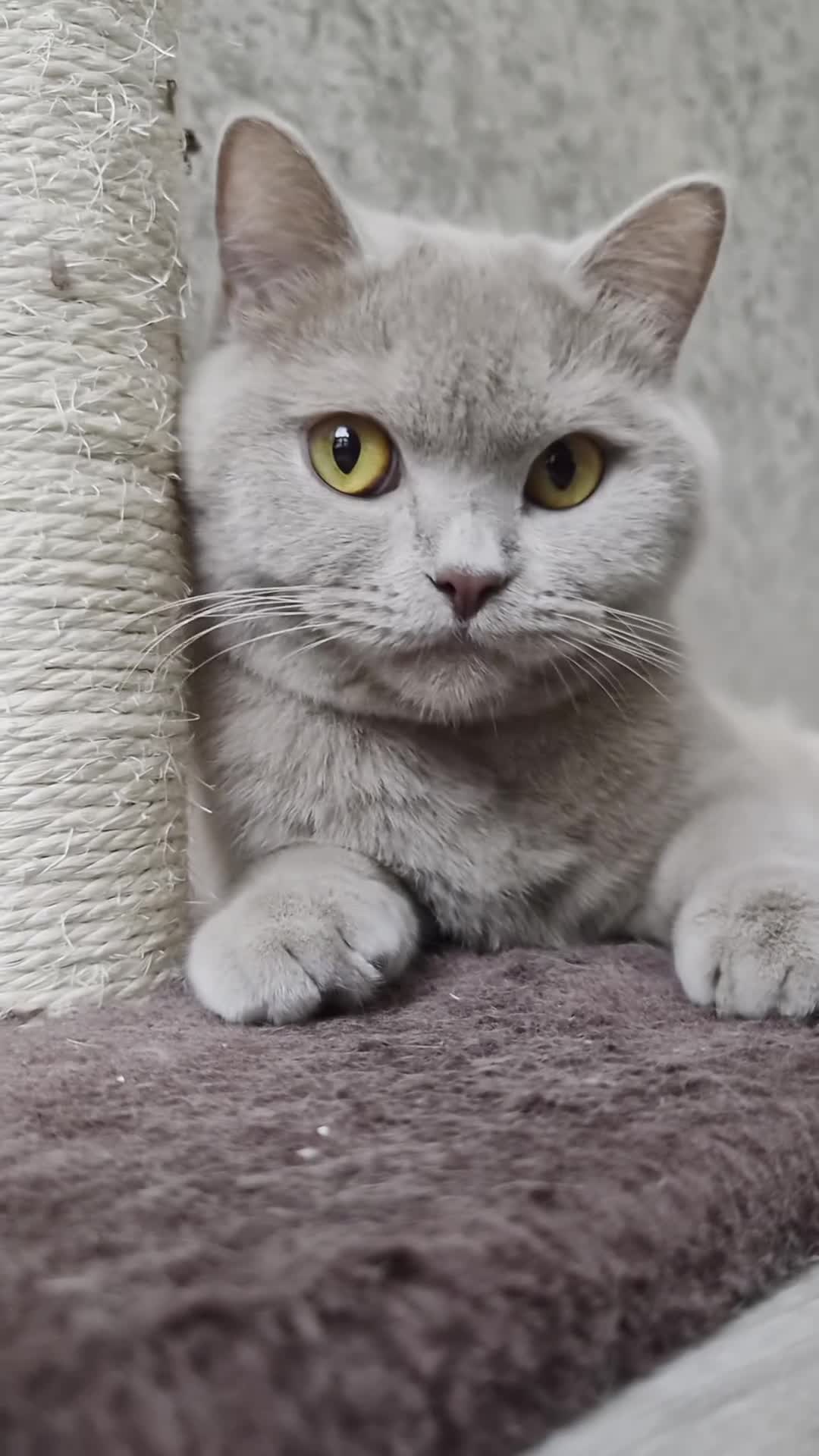 British Shorthair cats for sale: BSH Lilac girl ready for forever home - Video 1