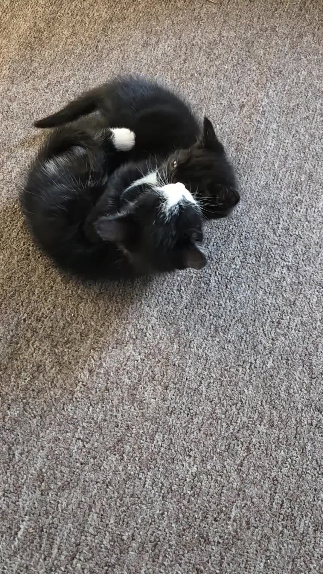 Mixed Breed cats for sale: 4 beautiful kittens. 2 male 2 female  - Video 1