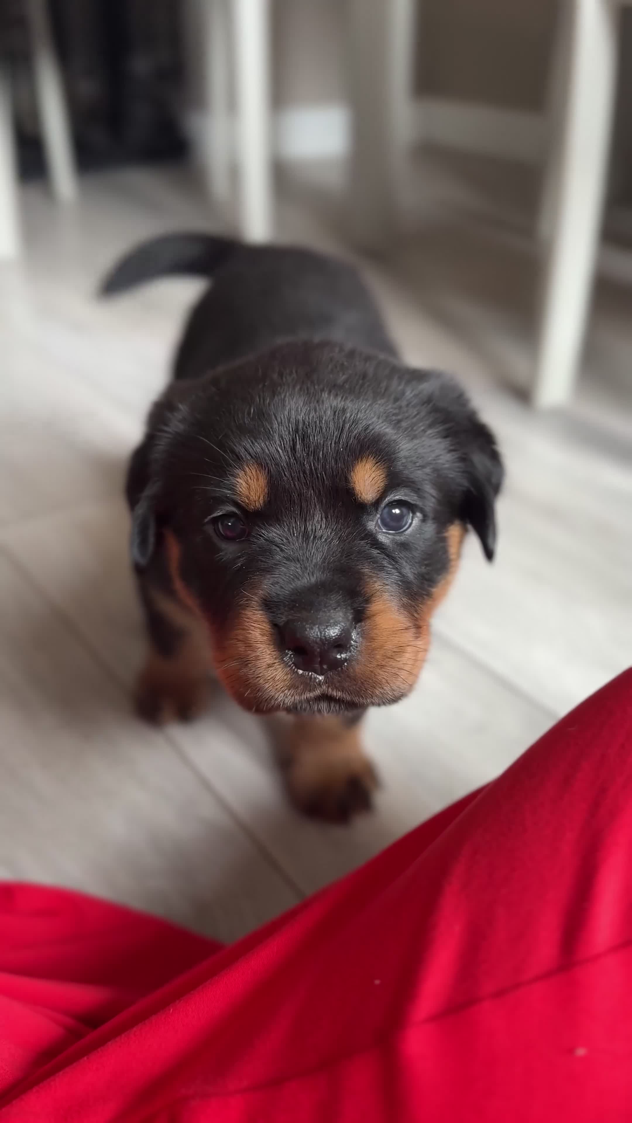 Rottweiler dogs for sale:     Gorgeous Chunky Rottweiler Puppies  - Video 1