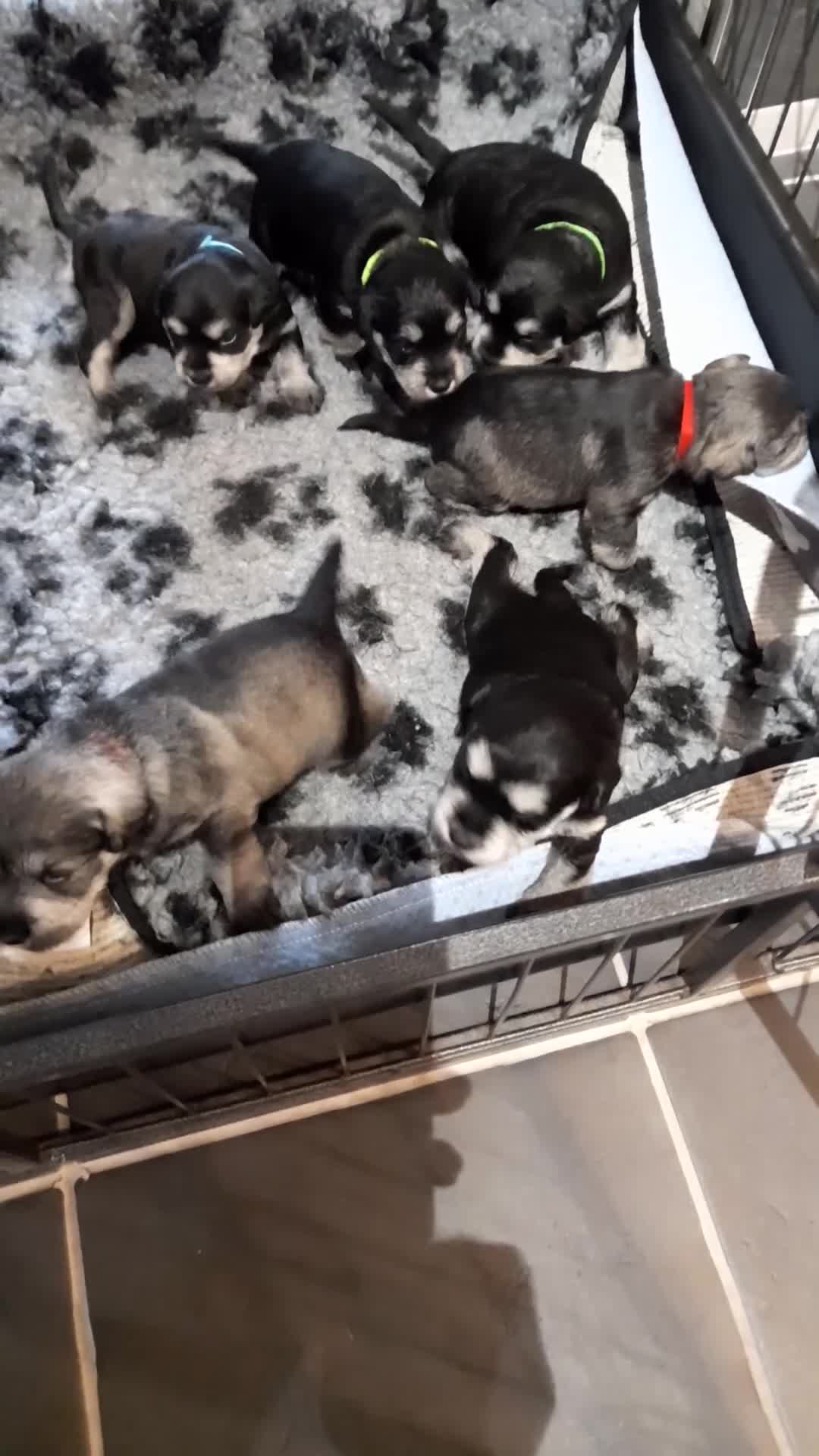 Miniature Schnauzer dogs for sale: Rockybobs Miniature Schnauzers  - Video 1