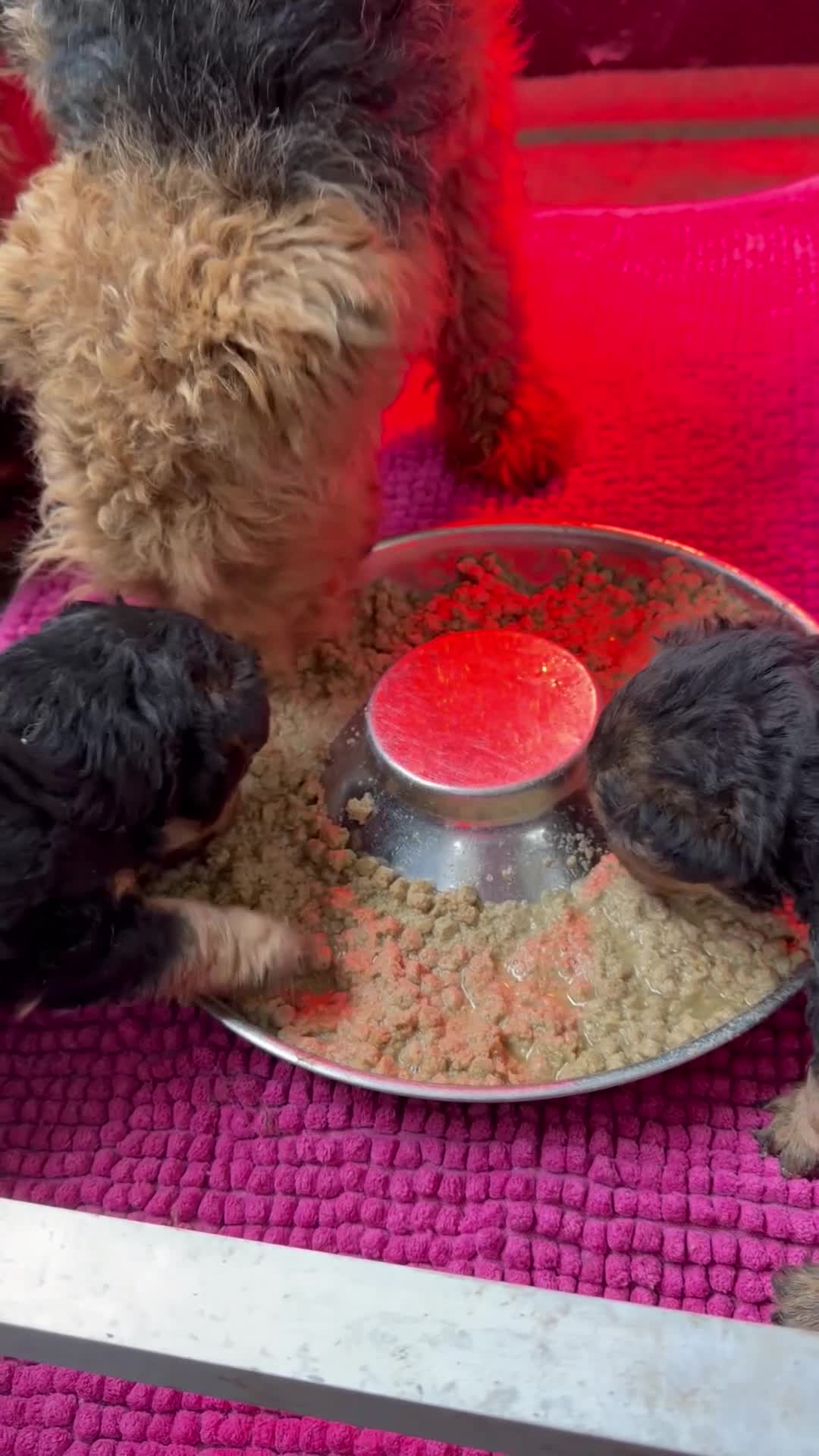 Welsh Terrier dogs for sale: Kc registered Welsh Terriers - Video 1