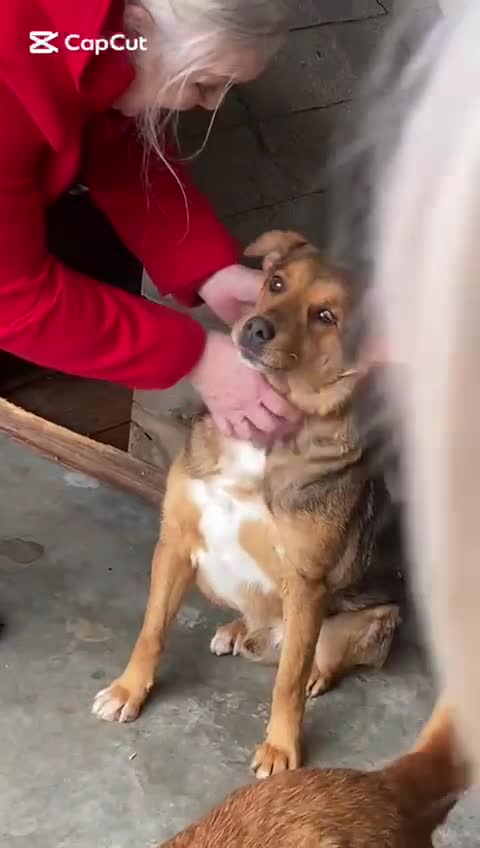 Mixed Breed dogs for adoption: Beanie Boy, 3-4 yrs old. Available for adoption. - Video 1