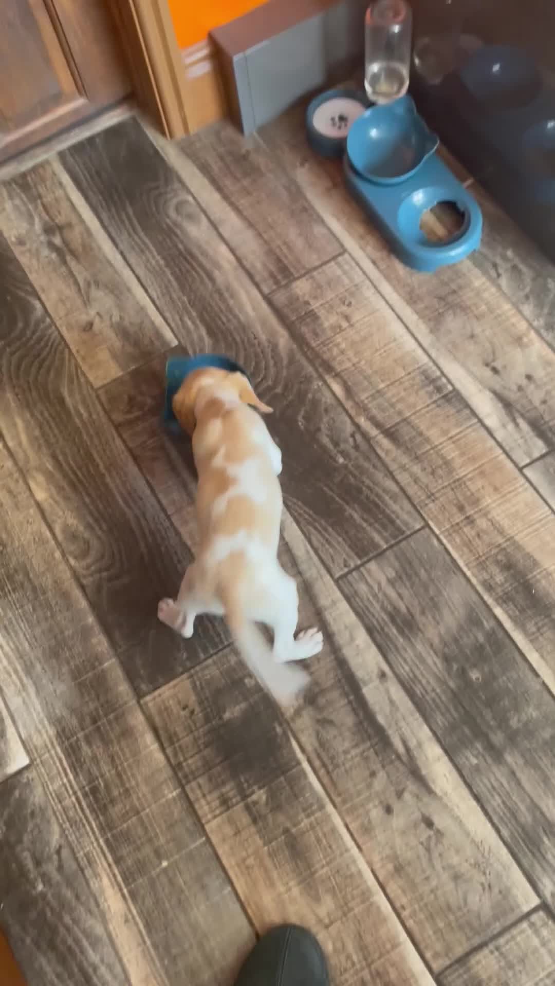 Beagle dogs for sale: Beagle puppy - Video 1