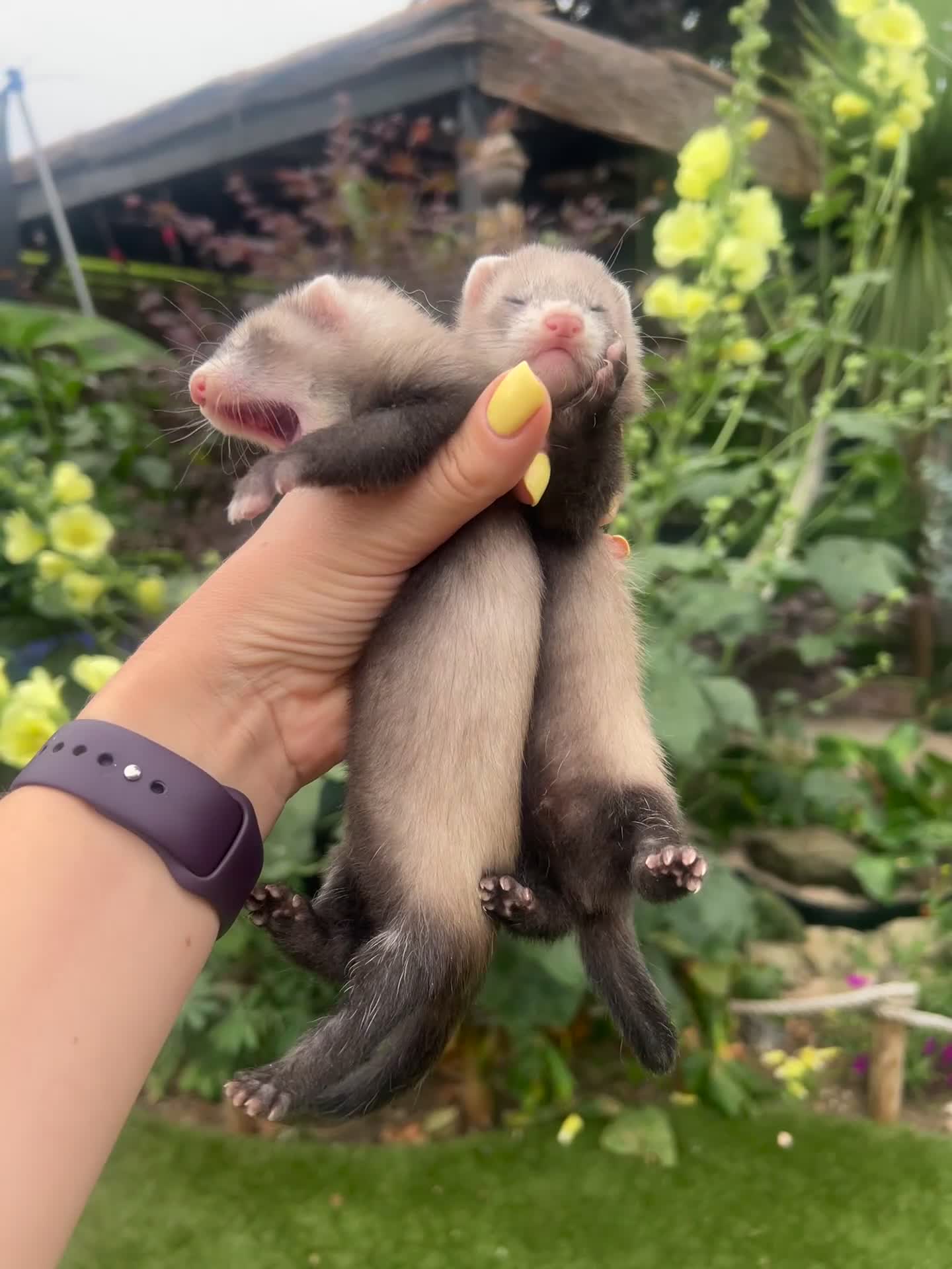 Ferret rodents for sale: 3/4 micro ferret kits Jills & Hobs in Doncaster - Video 2