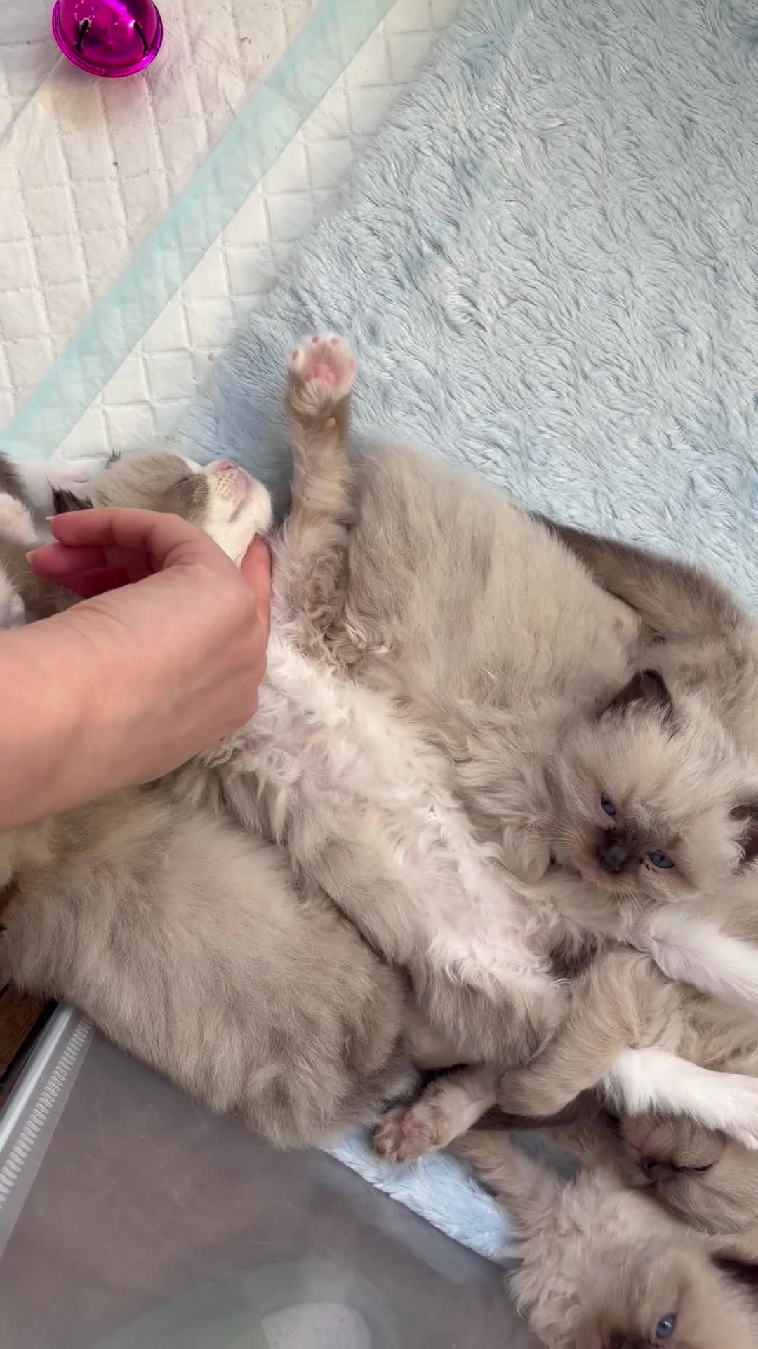 Ragdoll cats for sale: Beautiful Ragdoll-type kittens  - Video 1