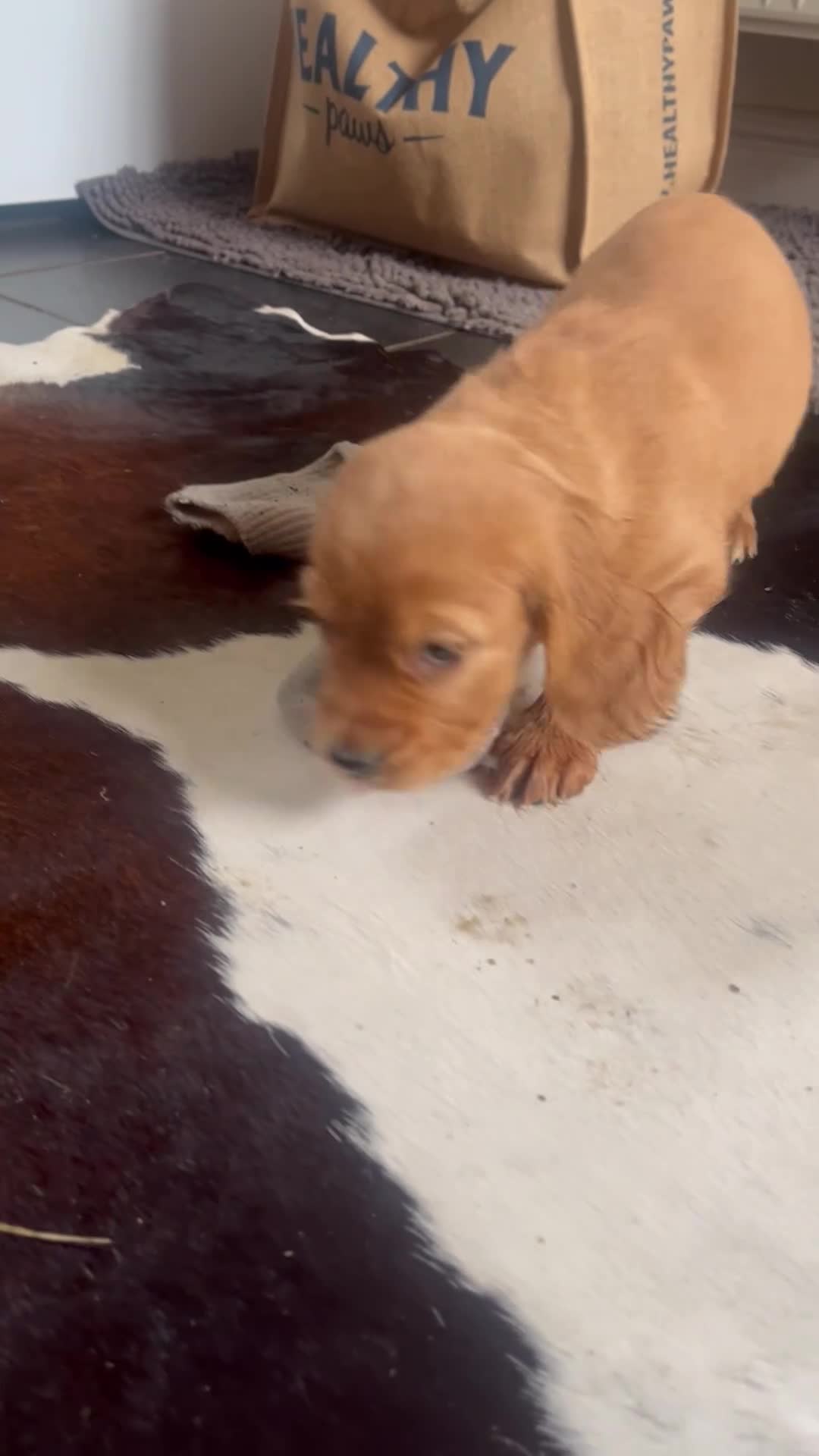 Cocker Spaniel dogs for sale: Working Cocker Spaniels  - Video 1