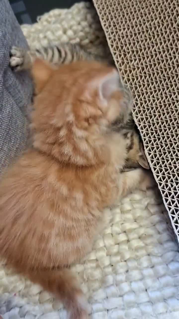 Mixed Breed cats for sale: READY NOW FLUFFY GINGER MALE KITTEN - Video 1