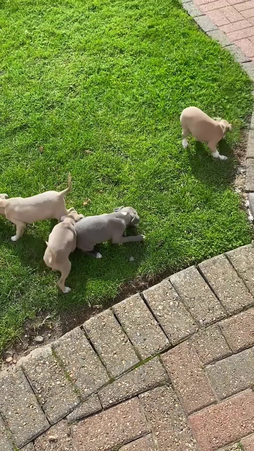 Italian Greyhound dogs for sale: Italian greyhound puppy’s  - Video 2