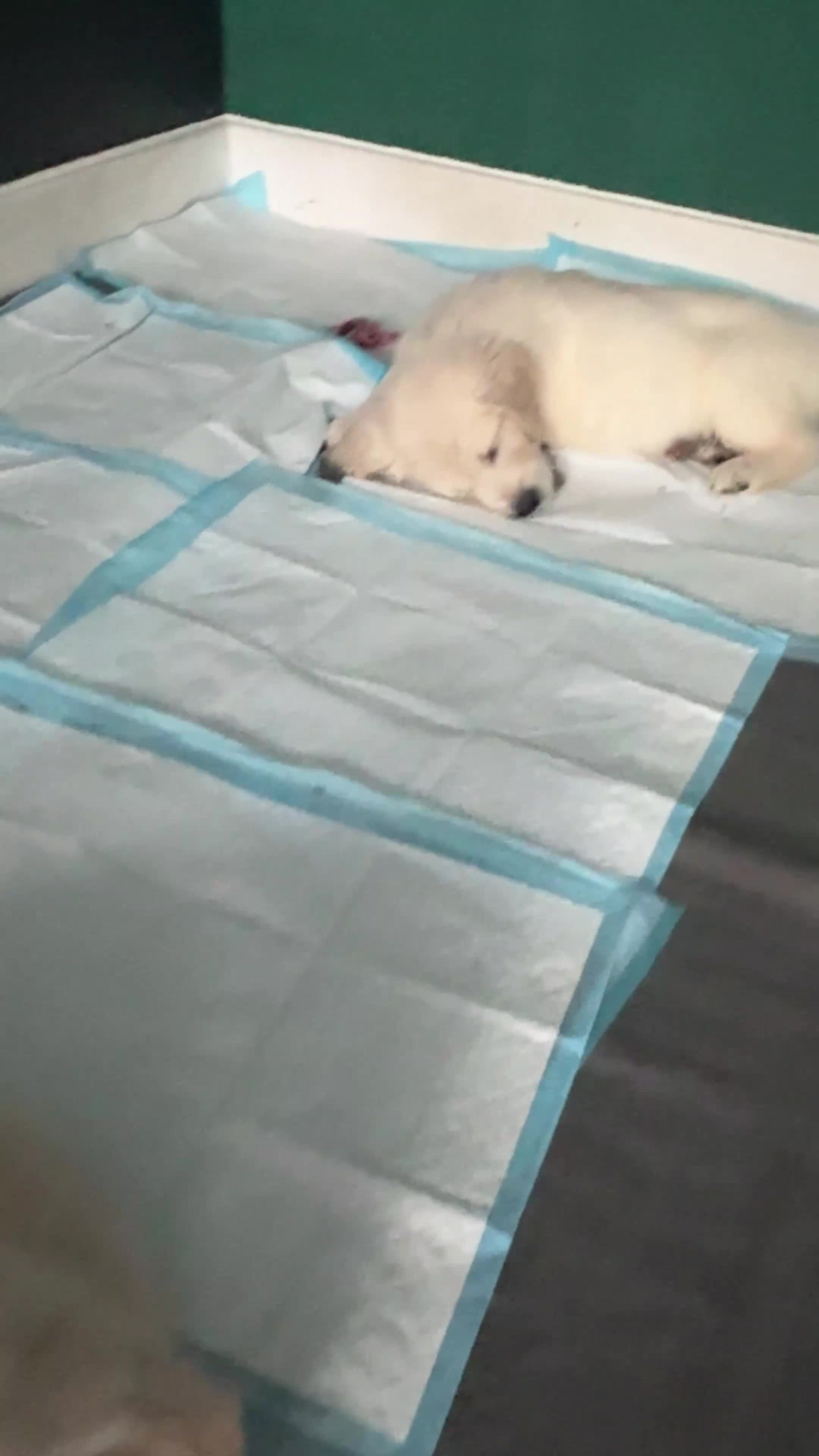 Golden Retriever dogs for sale: Champion line-KC Reg. Golden Retriever Puppies💖💙 - Video 1