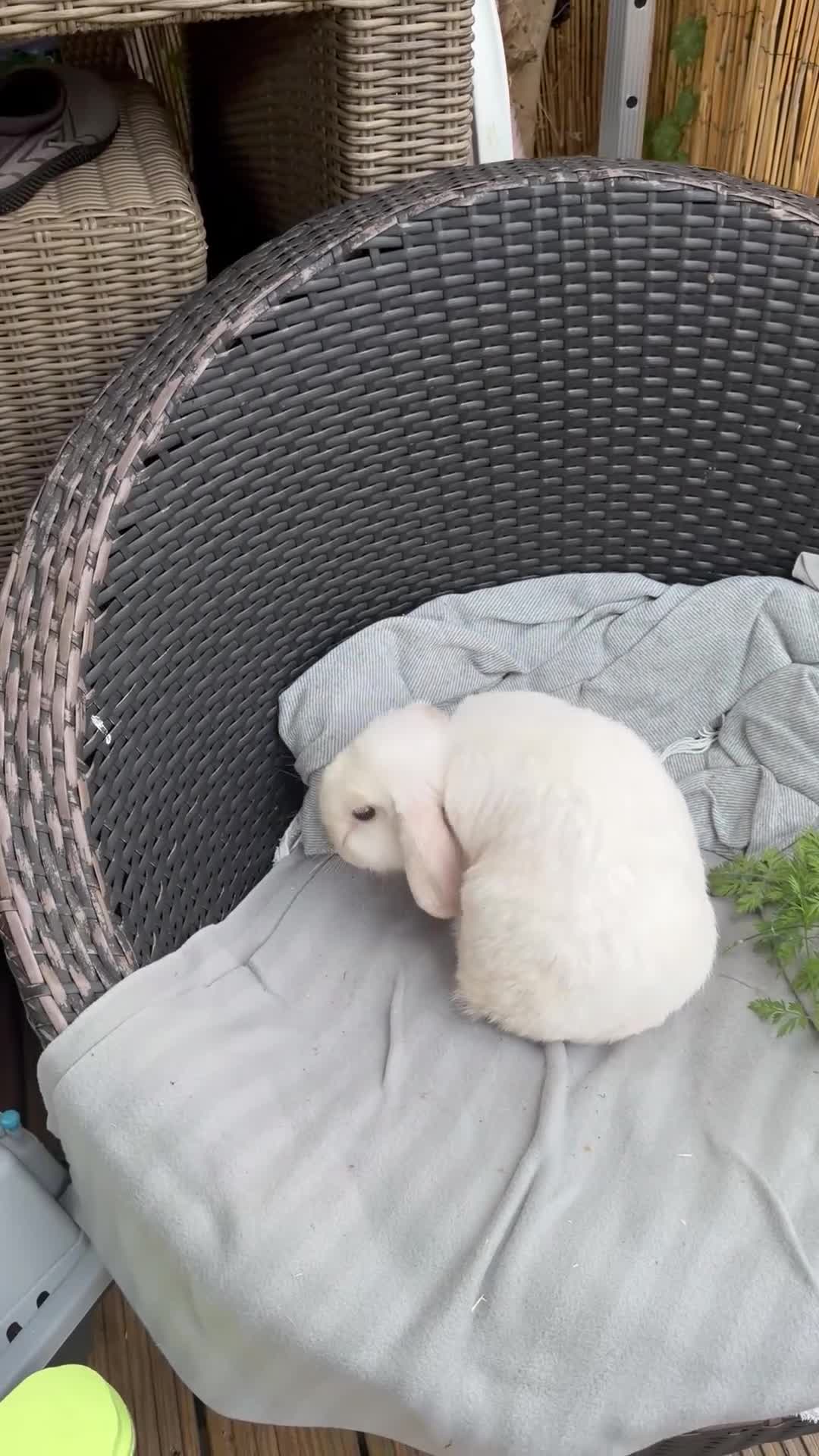 Mini Lop rabbits for sale: Stunning mini lop doe Very chilled pet/breeding - Video 2