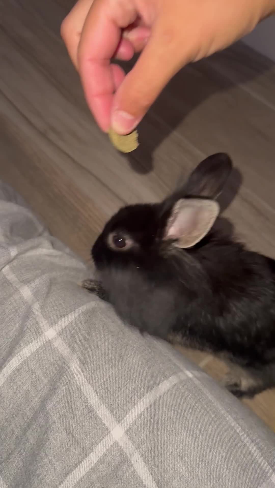 Mini Lion Lop rabbits for sale: Beautiful black lionheads - Video 1