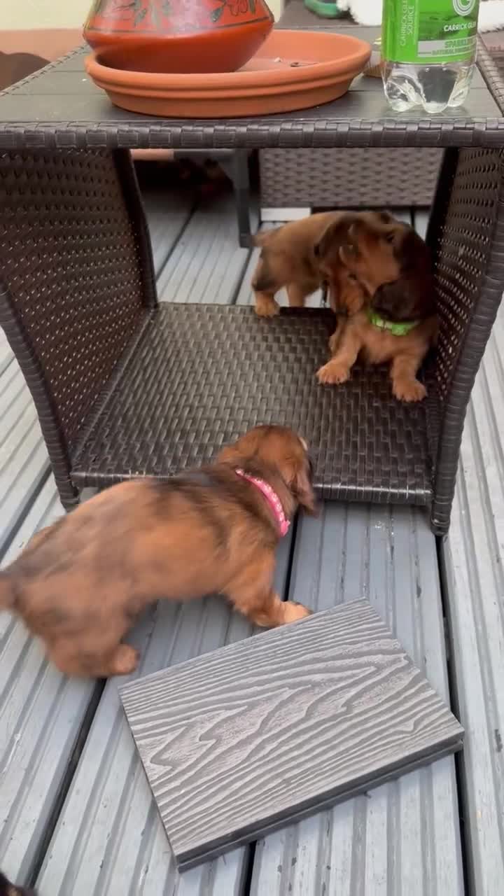 Dachshund dogs for sale: KC Registered Quality Mini Dachshunds long hair  - Video 1