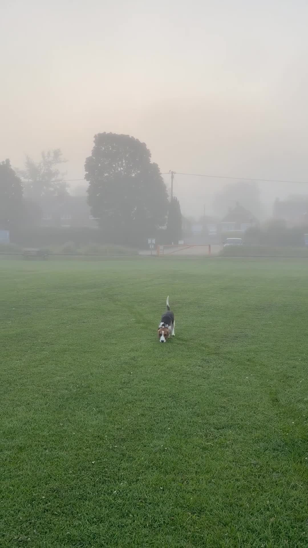 Beagle dogs for sale: 10 month old male beagle  in Winchester - Video 1