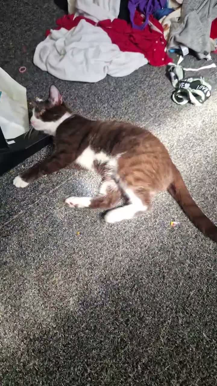 Domestic Shorthair cats for sale: Dahila  - Video 1