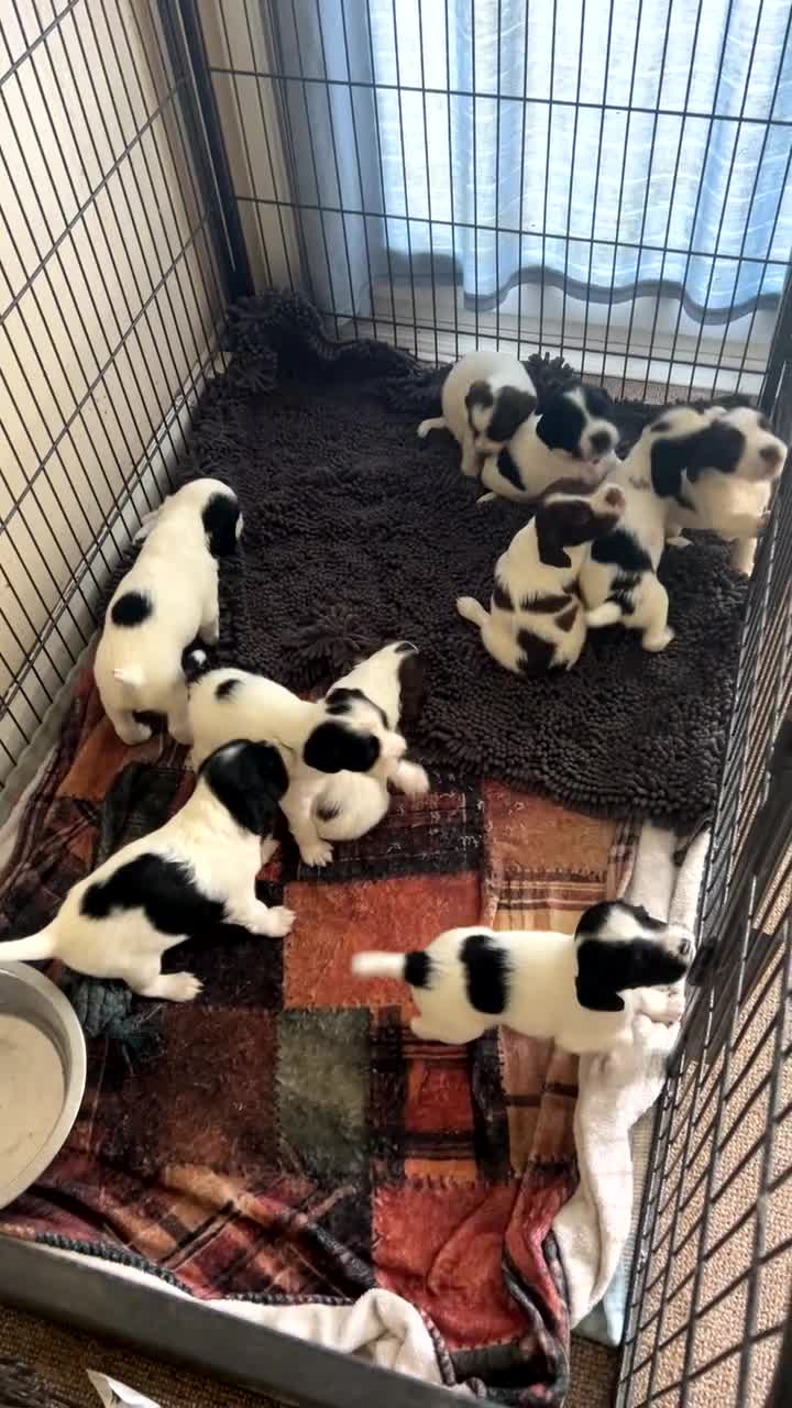 English Springer Spaniel dogs for sale: Kc springer spaniels  in Marlborough - Video 1